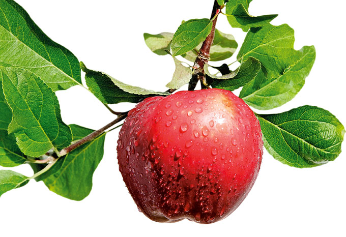 Apple Bushel